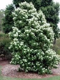 The tree can reach heights of 60 feet or more, though its average. Backhousia Lemon Scented Myrtle Hello Hello Plants Garden Supplies