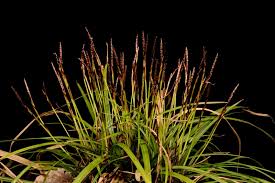 Image result for Carex echinochloe