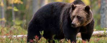With standout performances from jonas valanciunas and dillon brooks, the grizzlies punched their ticket to the second round. Bear Symbolism Dreams And Messages Spirit Animal Totems