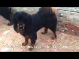 Tibetan Mastiff Male And Female Dogs 919417730301