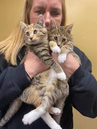 Looking for a new home for my two boys. Adoption fee is $300. Located in  northeast Ohio.