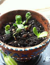 When seeds begin to sprout, carefully transfer them to pots filled with good potting mix. Sprouts Inside Jax S Apple Imagine Our Life