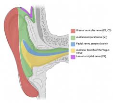 Image result for Ear Nerve Block