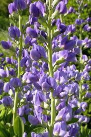 Image result for Indigofera paracapitata