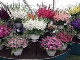 Image result for Gladiolus magnificus