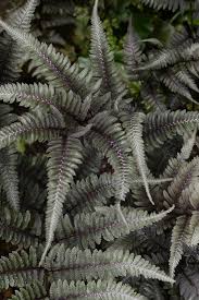 Fern Plants For Sale Fern Plant Plant Sale Green To Blue