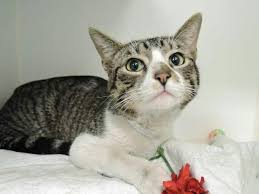 Adopt Atticus On Petfinder Cat Adoption Cats Adoption