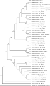 Image result for Lactuca lasiorhiza