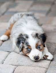 Australian Shepherd Black And White Dog With Blue Eyes Facts About Australian Shepherds In 2020 Australian Shepherd Puppies Australian Shepherd Dogs Aussie Dogs