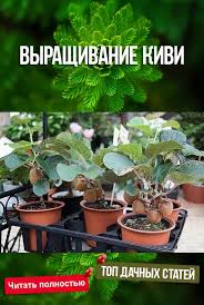 янтарная кислота для комнатных растений в таблетках как применять Vyrashivanie Kivi Sedobnye Rasteniya Domashnie Sady Ogorodnichestvo
