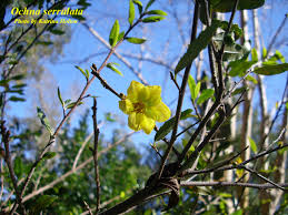 Image result for Ochna confusa