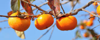 How to eat a Fuyu persimmon! | The FruitGuys
