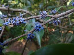 Image result for Memecylon torrei