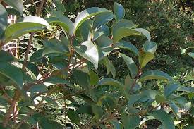 Image result for Ligustrum lucidum