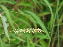 Image result for Sehima