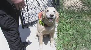 Search and rescue dogs are typically worked by a small team on foot. The Cadaver Dogs Who Helped Crack A Quadruple Murder 6abc Philadelphia