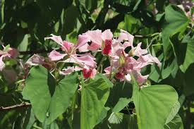 Image result for Bauhinia monandra