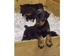 These affectionate, playful, and energetic doberman puppies are ready for their forever home! Doberman Pinscher Puppies In Arizona