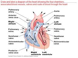 We did not find results for: Topic 6 6 2 Transport System Draw And Label A Diagram Of The Heart Showing The Four Chambers Associated Blood Vessels Valves And Route Of Blood Through Ppt Download