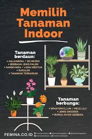 Memilih Tanaman Indoor Tanaman Indoor Tanaman Tanaman Dalam Rumah
