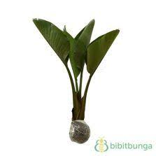 Tanaman Pisang Kipas Traveller S Palm Tanaman Bunga Pohon Bonsai