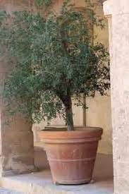Arbequina Olive Tree Olive Trees Potted Olive Tree Olive Trees Garden Arbequina Olive Tree