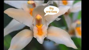 Image result for Alloteropsis paniculata