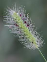Image result for Setaria pumila