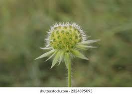 Image result for Dipsacaceae