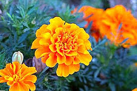 Sanskrit scottish serbian slovak slovene somali sorbian sotho southern african spanish spanish (latin american) spanish (mexican) swedish tahitian tamil tatar telugu thai tswana turkish turkmen ukrainian urdu uyghur uzbek. Names Of Varieties And Photos Of Marigolds Or Tagges With Their Description Thin Leaved Erect Rejected Taishan Antigua White Kilimanjaro Small Color And Others Crop Production