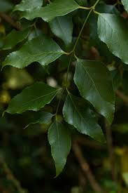 Image result for Halleria lucida