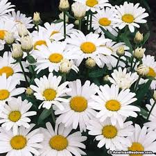 Kamu bisa mengganti media tanam tanah dengan menggunakan arang sekam. Bunga Matahari Putih Yang Cocok Ditanam Dengan Metode Hidroponik Golden Farm 99 Portal Informasi Hidroponik Dan Agribisnis