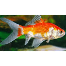 Bingung membeli ikan hias dimana ? Promo Special Ikan Hias Komet Merah Putih Kumpay Lucu Shopee Indonesia