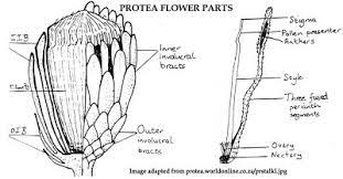 The Nature Of Robertson Protea Flower Parts In Detail Parts Of A Flower Protea Flower Protea