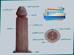 الحجم الطبيعي للعضو الذكري بالصور