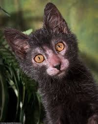Wolf enthusiast anneka travels to. 30 Lykoi Cats Ideen Katzen Werwolf Katze Katzen Rassen