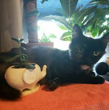 Starting june 14th, 2021 arlington animal hospital will allow 1 client per appointment into the hospital. Dr Pat Knigge Is Retiring He Won T Affordable Pet Care Facebook