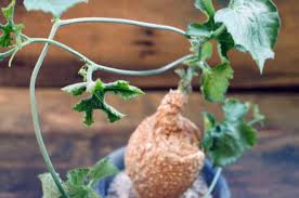 Image result for Coccinia mildbraedii