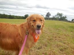 What are you getting your golden fur babies for Christmas?