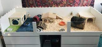 Pin Auf Meerschweinchen