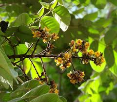 Image result for Centrolobium