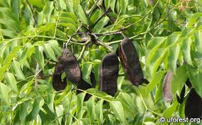 Image result for Erythrophleum