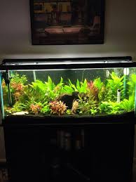 My Planted 75 Gallon I Might Have Too Many Plants Fish Aquarium Decorations Fish Tank Decorations Fish Tank