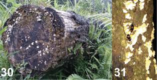 The microhabitat: 30. Cyanopenthe taiwana sp. nov.; 31. C. leei sp....