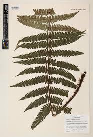 Image result for Dryopteris kilemensis