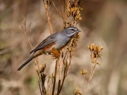 Image result for Adenodolichos punctatus