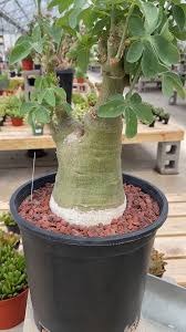 Image result for Adenia glauca