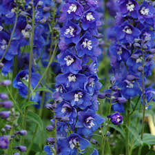 Image result for Delphinium