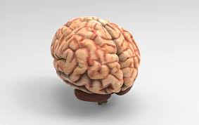 We did not find results for: Free 3d Brain Model Free C4d Models