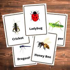 Free Printable Insects Flashcards Printable
